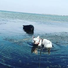 Newfoundlænder bjørn