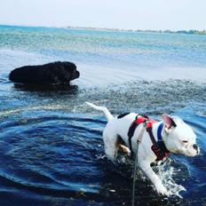 Newfoundlænder bjørn