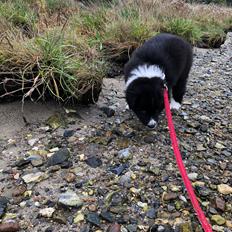 Blanding af racer Mowgli