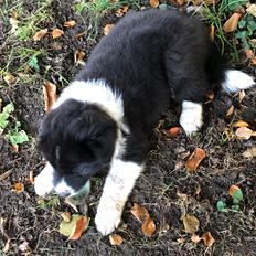 Blanding af racer Mowgli