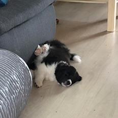 Blanding af racer Mowgli