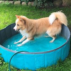 Blanding af racer Hammy