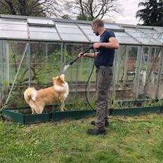 Blanding af racer Hammy