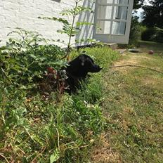 Blanding af racer Bell