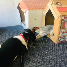 Dansk svensk gaardhund Chili