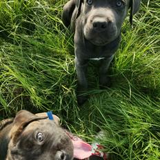 Cane corso Malik