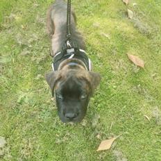 Cane corso Malik