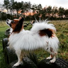 Papillon Mi'diliva's Don't stop believin' (Teemo)