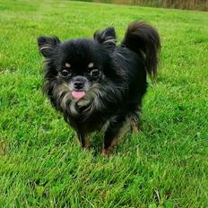 Chihuahua Rosa