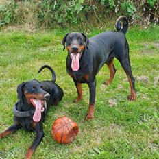 Dobermann Ernst & Candy