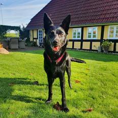 Australsk kelpie Makeelsa's Amazing Seia