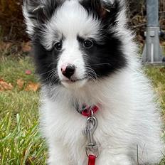 Shetland sheepdog Akyra Hyena´s Dream