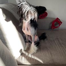 Chinese crested hårløs DJ