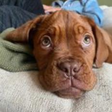 Dogue de bordeaux Jytte
