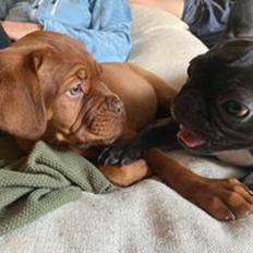 Dogue de bordeaux Jytte