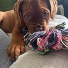 Dogue de bordeaux Jytte