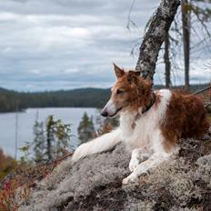 Borzoi - Kashmir 'Wild wind of Russia'