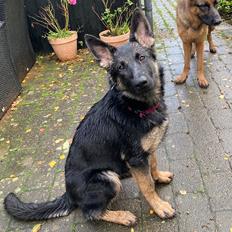 Schæferhund Smøgens Helga (Cuba)