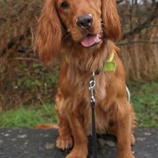 Field Trial Cockerspaniel Kapow  29 juni 2020