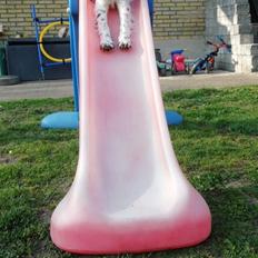 Engelsk springer spaniel Jackson 