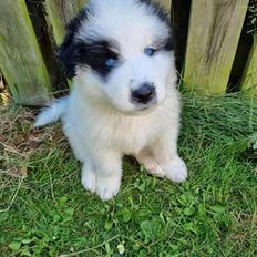 Blanding af racer Max