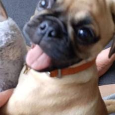 Blanding af racer Bailay