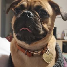 Blanding af racer Bailay