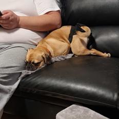 Blanding af racer Bailay