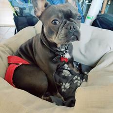 Fransk bulldog Bella