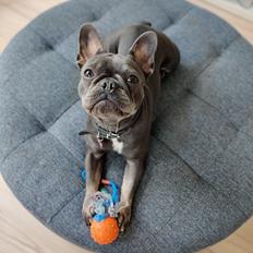 Fransk bulldog Bella