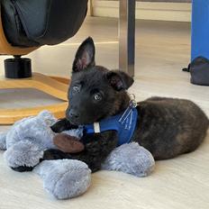 Hollandsk hyrdehund Max