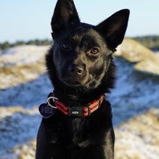 Australsk kelpie Makeelsa's Badass Bunji