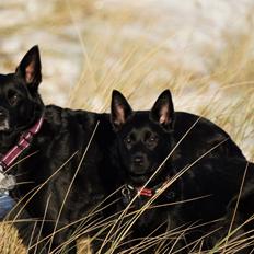 Australsk kelpie Makeelsa's Badass Bunji