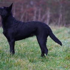 Australsk kelpie Makeelsa's Badass Bunji