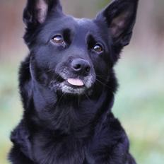 Australsk kelpie Asti - RIP November 2024