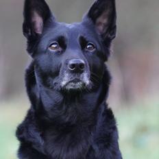 Australsk kelpie Asti - RIP November 2024
