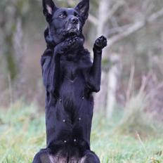 Australsk kelpie Asti - RIP November 2024