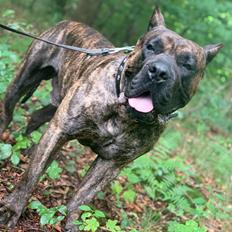 Dogo canario Chino