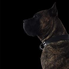 Dogo canario Chino