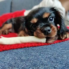 Cavalier king charles spaniel Loui