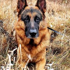 Schæferhund Nanne aka Nano