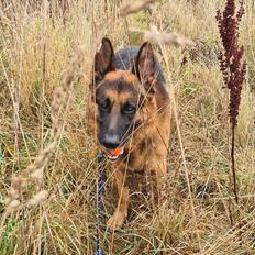 Schæferhund Nanne aka Nano