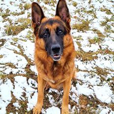 Schæferhund Nanne aka Nano