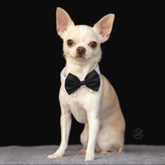 Chihuahua Stars Of Mexico’s Muffi 