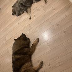 Eurasier Arachuns Hinata