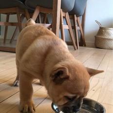 Blanding af racer Alfred