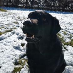 Labrador retriever Balder