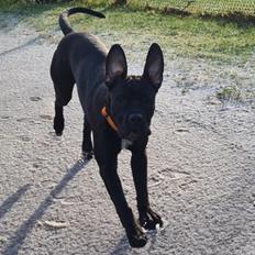 Blanding af racer Rocky the rotti corso