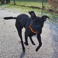 Blanding af racer Rocky the rotti corso