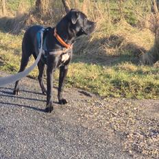 Blanding af racer Rocky the rotti corso